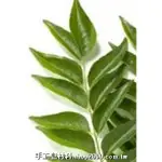 咖哩葉精油 （CURRY LEAF ESSENTIAL OIL)