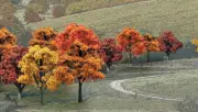Woodland Scenics 3/4 to 2in Fall Colors Deciduous Tree Pack Built Trees p TR1575