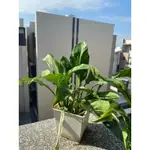 斑葉白鶴芋 SPATHIPHYLLUM DOMINO耐陰植物 室內植物 開花植物