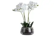 Hill Interiors Orchid In Glass Pot (Green) (One Size)