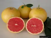 Dwarf Grapefruit Rio Red Tree - Citrus x paradisi