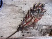 Peacock Feather - Metal Wall Art - Copper -18" x 6"