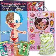 QUOKKA Magnetic Puzzles for Kids Ages 3-5 in a Bag – Montessori Toddlers Puzzles Ages 2-4 – Game to Learn Human Body Anatomy Circulatory System, Muscular System – Educational Toys for Boy & Girl