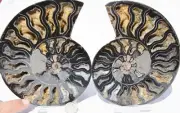 Large Black Ammonite PAIR Deep Crystals 110myo FOSSIL XXLarge 165mm 6.5" 9571cc