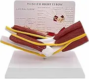 Human Muscle Elbow Joint Model, Right Elbow Joint Model with Ligaments, for Human Anatomy and Physiology Education, Anatomy Model for Doctor's Office and Classrooms, Medical Learning Resources