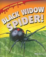 Black Widow Spider!