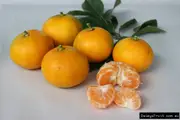 Buy Dwarf Mandarin Okitsu Wase Fruit Tree Citrus reticulata