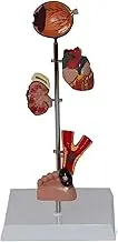 CHROX PVC Diabetes Model One Human, Kidney Model, Organ Model One, Diabetes Model One – Eye, Kidney, Cardiovascular System, Foot Model (with 5-Movable Parts)