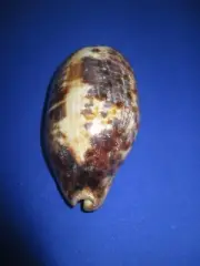 LARGE Cypraea testudinaria,132mm length(5.19 inch)-Nice color-Nature-Beautiful