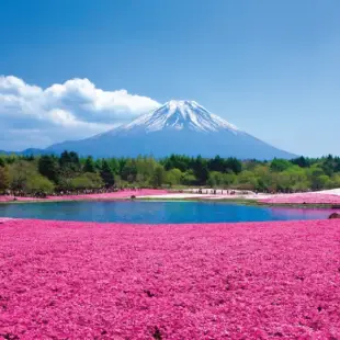 【東京浪漫芝櫻半自助5日】迪士尼、芝櫻祭、古都鐮倉、網美水上鳥居、御殿場購物、溫泉泡湯(單人券)