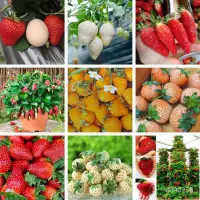 在飛比找蝦皮購物優惠-四季奶油草莓種子 新品特大白草莓種籽爬藤草莓陽臺盆栽水果種子