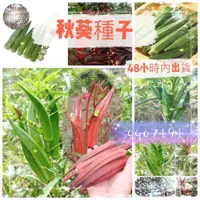 在飛比找蝦皮購物優惠-🧙‍♂️園藝家🌱【四季播種蔬菜種子】秋葵種子黃秋葵水果秋葵紅