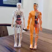 Plastics 3d Human Torso Model DIY Mannequin Kid Skeleton Model Kids Toys