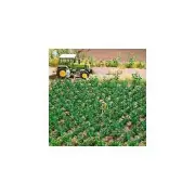 OO/HO vegetables for garden scenery 30 potato plants Busch 1266