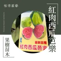 在飛比找蝦皮購物優惠-植得｜新品種✨紅肉西瓜芭樂｜果樹苗木