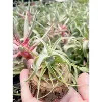 在飛比找蝦皮購物優惠-空鳳 迷你電捲 Tillandsia diguetii 空氣