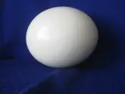 Ostrich egg shell for crafts or decoration from domestic birds.