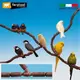 缺 接單引進《寵物鳥世界》義大利 Ferplast 飛寶 多功能自由造型棲木(小號) |小鳥棲木 鸚鵡用品 站棍 DA0310