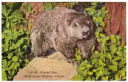 Postcard "Mr. Ground Hog, the Original Weather Prophet"