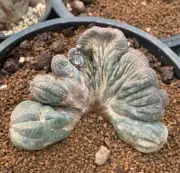 14cm liveSucculent plant Euphorbia obesa Hook. f. Cristata WYSIWYG variation