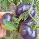 Rare Organic Vegetable Heirloom Tomato Seeds "Purple" Natural, Unique