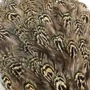100 Pcs Loose 2” - 3” GREEN Almond Pattern WILD PHEASANT Feathers: USA