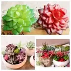Garden Miniature Home Decor Fake Plant Artificial Succulents Cactus Plastic