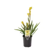 140mm Bush Bonanza Kangaroo Paw - Anigozanthos hybrid 'Rambubona'