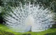 BEAUTIFUL PEACOCK GLOSSY POSTER PICTURE BANNER peahen albino colorful bird 2358