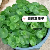 在飛比找蝦皮購物優惠-招財旺宅 銅錢草Centella asiatica種子 水培