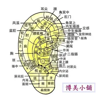 博美小舖 缺貨 .限量免運 團購 王不留行耳穴貼35片 送(價值400元 超清晰 耳部穴位模型1個)耳豆貼片 附耳穴圖