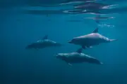 Duo Dolphin Discovery - Glenelg