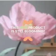Giant Paper Flower - 30cm