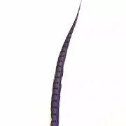 30" to 38" Lady Amherst Pheasant Side Tail Feather - Purple ((SECONDS))