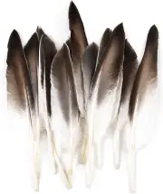 Mehellofeather Pheasant Feathers 12 PCS 8-10 Inch Natural Feathers for DIY Craft