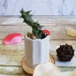 【樂窩】手作 長型水泥盆 多肉植物 DIY 水泥 花器 蠟台