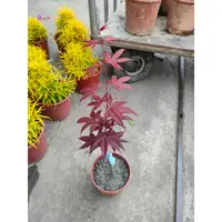 在飛比找蝦皮購物優惠-花巷-紅猩猩楓葉/紅楓/楓樹品種/5吋