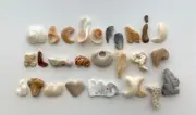 Alphabet Natural Letter Shaped Beach Seashell Fragment Shell Art Word Craft ABC