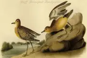 Buff Breasted Sandpiper John James Audubon Poster Print