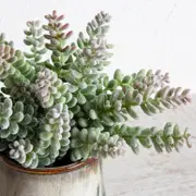 Artificial Succulent Aloe Pick [ASPLSUCCU15B_ALO]
