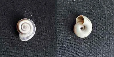 #1984 Helicella Obvia Hartm., Munich, Germany, 12.7mm land snail shell