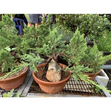 単品購入可 【中品 黄金真柏盆栽】⭕本日特売品‼️ | www.birbapet.it