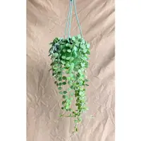 在飛比找蝦皮購物優惠-｛英宏｝室內植物 吊掛植物 北歐風 文青風 串錢藤3寸吊盆