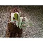 鹿角蕨上板植物 P.HAKUNA MATATA鹿角蕨亞成株 初生軟木 香檳樹皮 牆壁裝飾 陽台佈置 文青植物 鹿青交易所