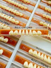 Acrylic Resin False Teeth Accutone Posterior Upper A2/62-29Z dentures box 160pcs