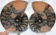 Large Black Ammonite PAIR Deep Crystals 110myo FOSSIL XXL 172mm 6.8" 9537bb