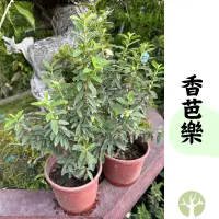 在飛比找蝦皮購物優惠-［農夫世家］特殊芭樂 香芭樂 泡茶用 香芭樂心葉茶 嫁接處理