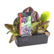Lettuce Mini Cos Mix Punnet - Lactuca sativa