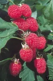 4 oz Candle Scent Oil-RASPBERRY MUSK