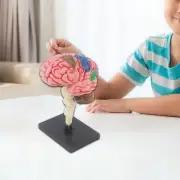 Human Brain Model Anatomically Model for Neuroscience Learning Science Study